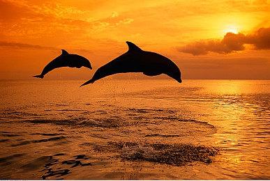 好评肉鸽动作《咩咩启示录》免费更新1月16日上线